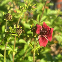 Potentilla thurberi